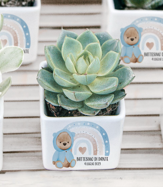 Vasetto piccolino in ceramica con pianta grassa  personalizzabile